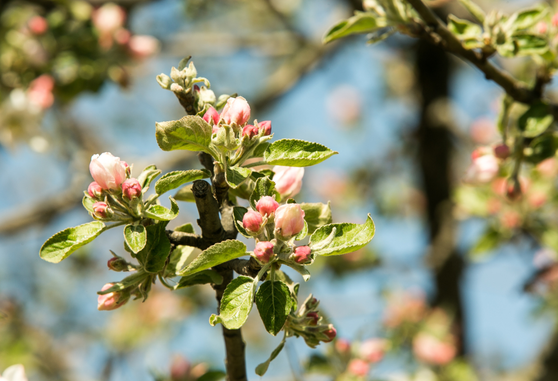 Waarom de lente hét moment is voor loopbaanreflectie
